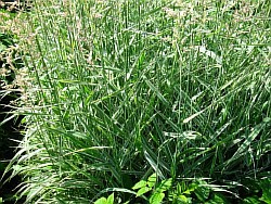 как нужно расположить удивительные травы
