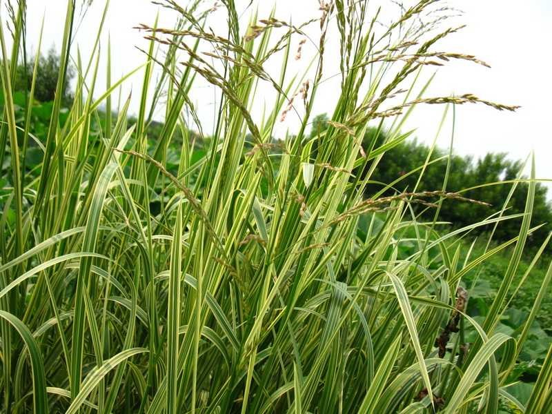 как правильно посадить потрясающие злаковые травы