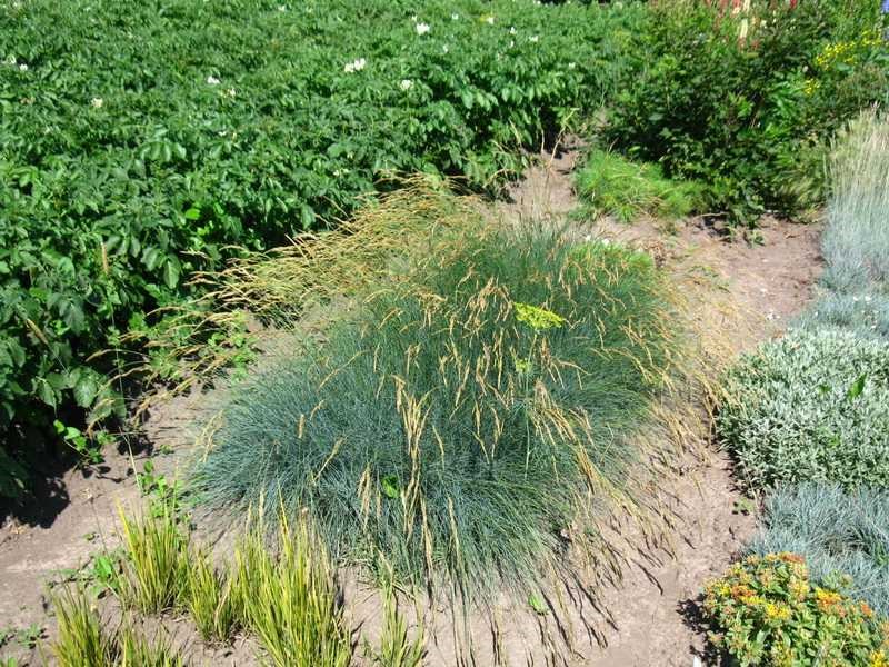 выращивать травы ликино-дулёво