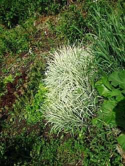 посадочный материал трав кировская область