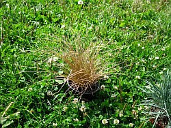 как правильнее разводить красивые злаковые травы