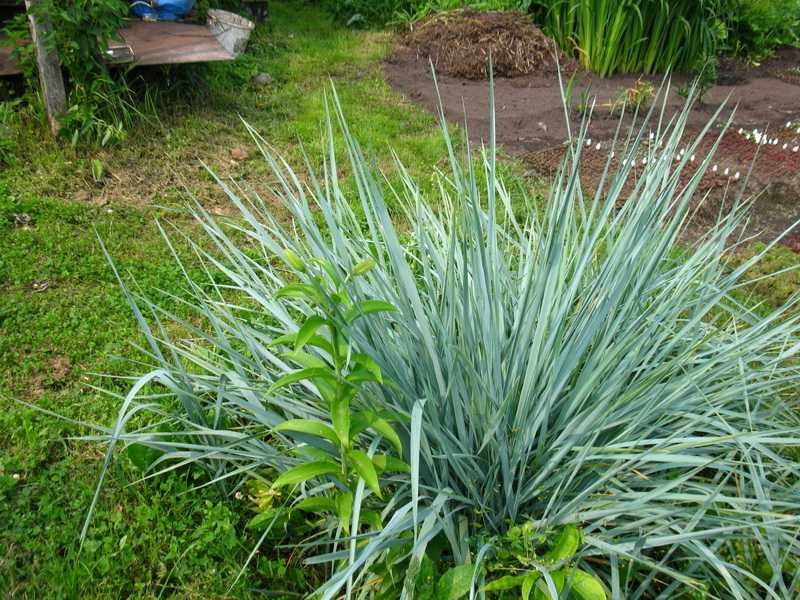 как правильнее высадить восхитительные злаковые травы