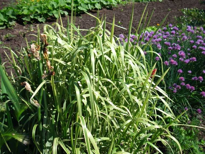 как нужно расположить великолепные травы