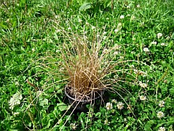 как высадить травы омская область