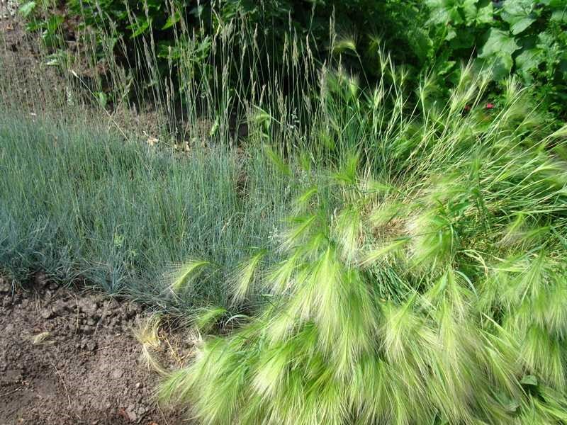 как выращивать травы хабаровск