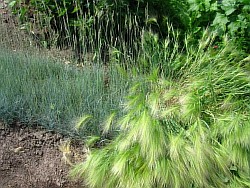 размножаем сортовые злаковые травы