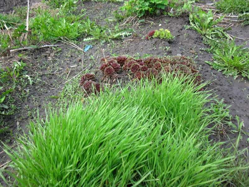 как выращивать травы энгельс
