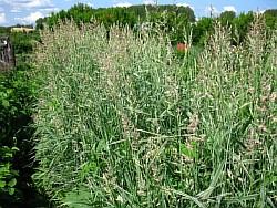 как эффективнее размножить великолепные злаковые травы