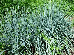 приобрести необычные злаковые травы