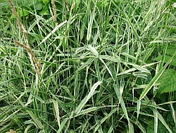 как надежнее разводить необычайные злаковые травы