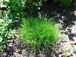 посадочный материал трав саратов
