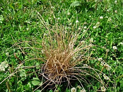 высаживаем дачные злаковые травы