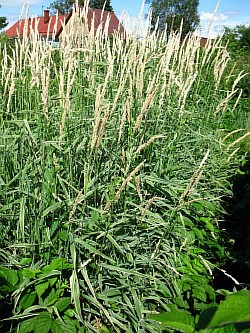 посадочный материал не требовательных к выращиванию трав