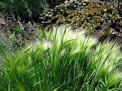 неприхотливые злаковые травы