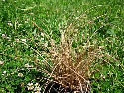 как вырастить травы балашиха