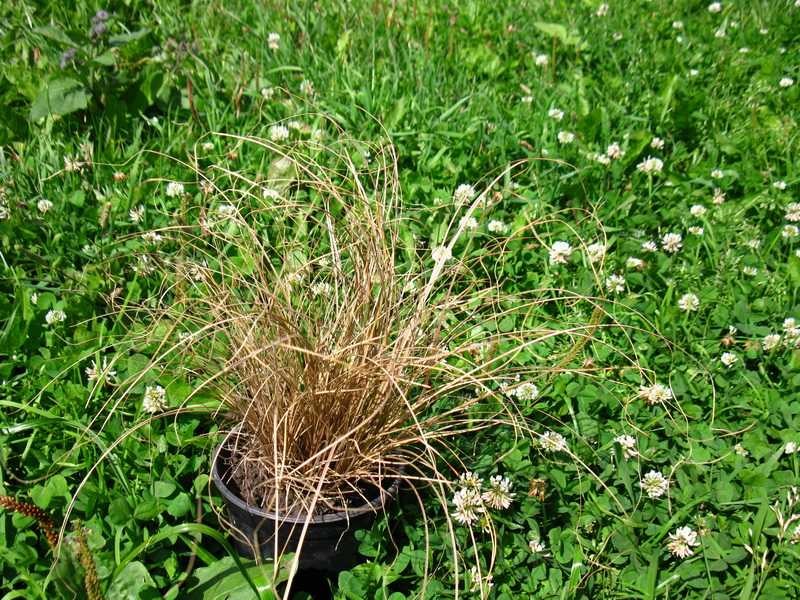 как правильнее расположить зимостойкие травы
