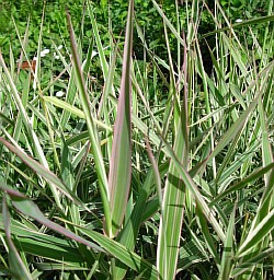 высаживаем злаковые травы