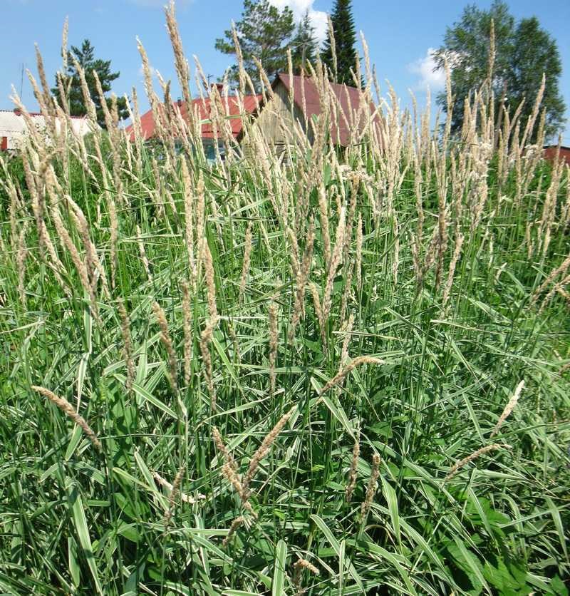 выращиваем современные злаковые травы