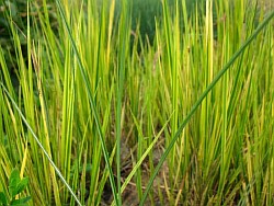вырастить травы кубинка