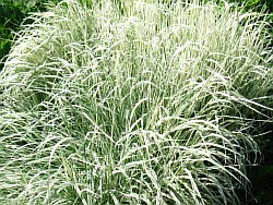 посадочный материал трав рязань