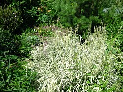 размножаем холодостойкие злаковые травы