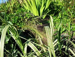 садим изящные злаковые травы