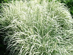 посадочный материал трав альметьевск