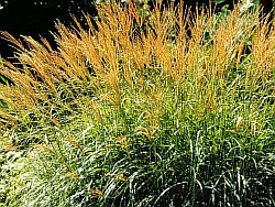 как правильно размножить потрясающие травы
