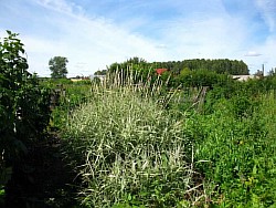 выбор трав красноярский край
