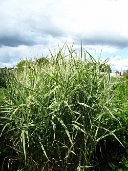вырастить травы рязанская область