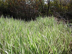 как правильнее вырастить зимостойкие травы