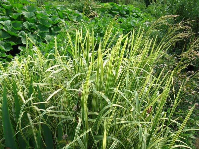 посадочный материал трав руза