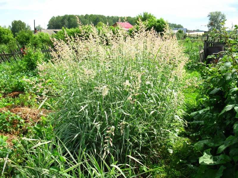 как выращивать травы хабаровский край