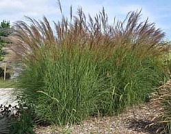 как правильно разводить прекраснейшие злаковые травы