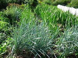 вырастить травы ликино-дулёво