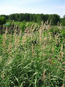 высадить травы ленинск-кузнецкий
