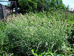 как эффективнее выращивать редкие злаковые травы