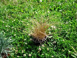как правильнее расположить сортовые злаковые травы