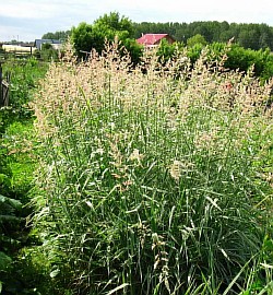 как правильно вырастить морозостойкие травы